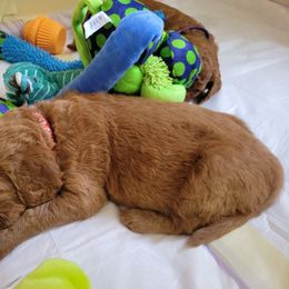 Goldendoodle Puppies from Dream Doodles
