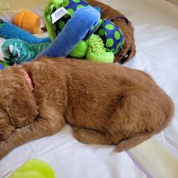 Goldendoodle Puppies from Dream Doodles