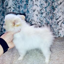 Crème De Crème - Cream female Pomeranian puppy in East Mountain, Texas from Fairchild Fancy Pomeranians and Coachella Pomeranians