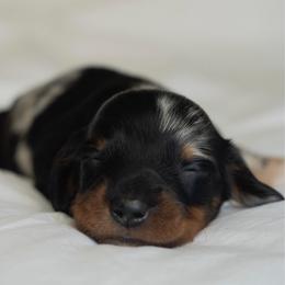 Harrison - Dapple male Dachshund puppy in Memphis, Tennessee from Lone River Dachshunds