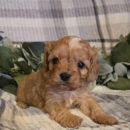Kibble - Apricot male Cavapoo puppy in Copan, Oklahoma from Tatums cavapoos