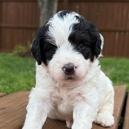 Lexi - Black and white female Bernedoodle puppy in Fishers, Indiana from Fishers Bernedoodles