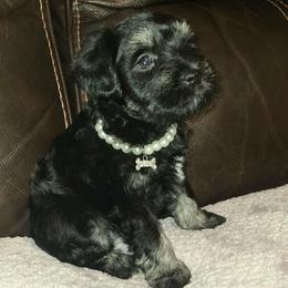 Annika - Black and silver female Miniature Schnauzer puppy in Graham, Washington from Kristy's French Bulldogs & Mini Schnauzers