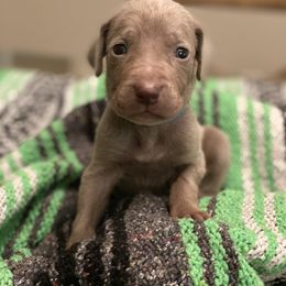Weimaraner Puppies from Alpha Weims by The Mattas Kennel