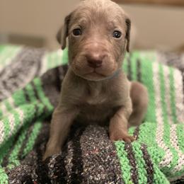Weimaraner Puppies from Alpha Weims by The Mattas Kennel