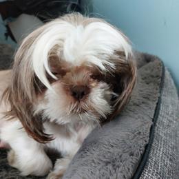 Daisy - Shih Tzu