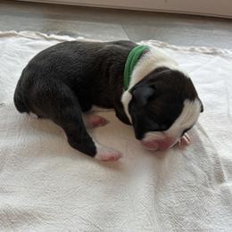 Green Collar - Brindle male Boxer puppy in Laramie, Wyoming from Karen Marr