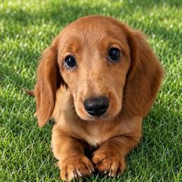 Jenn - Dapple female Dachshund puppy in Sedalia, Missouri from Sho Me Spots