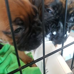 Boxer Puppies from SmashBox Kennel