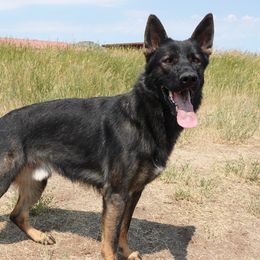 Copper - German Shepherd