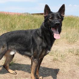 Copper - German Shepherd