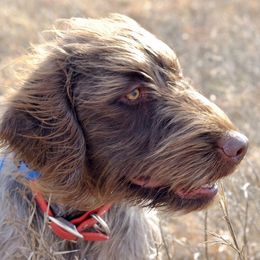 Wirehaired Pointing Griffons from Natural State Griffons