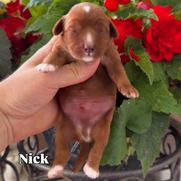 Nick - Red male Cavapoo puppy in Salt Lake City, Utah from SunnySide Mini Doodles