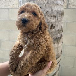 Light pink - Apricot female Goldendoodle puppy in Bakersfield, California from Lavish Doodles