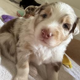 Carl - Red merle male Australian Shepherd puppy in Sudbury, Massachusetts from Wild Atlantic  Aussies