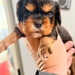 Mojo - Black and tan male Cavalier King Charles Spaniel puppy in Spring Hill, Florida from Wonderland Cavaliers