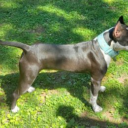 American Staffordshire Terrier All Grown Up from Tempest AmStaffs