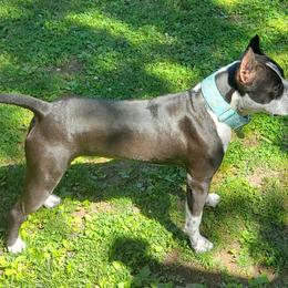 American Staffordshire Terrier All Grown Up from Tempest AmStaffs