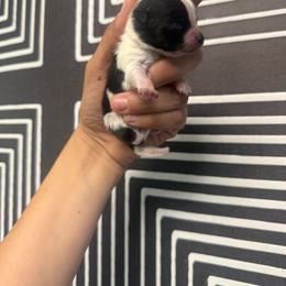 Boy 1 - Black parti male Pomeranian puppy in Loma Linda, California from Goulden_Pups