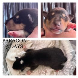 Girl 1 - Collie puppy in Central, California from Collies Of Orion Hill