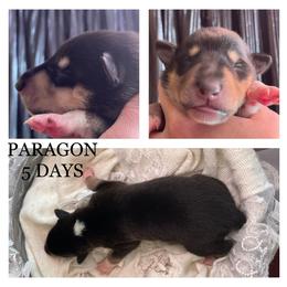 Girl 1 - Collie puppy in Central, California from Collies Of Orion Hill