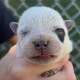 Boy 4 - Blue male Australian Cattle Dog puppy in Irvington, Kentucky from Dry Valley’s Australian Cattle Dogs