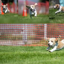 Beagles from Vegas Valle Beagles