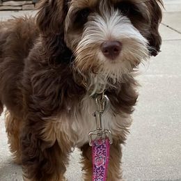 Australian Labradoodles from Mermaid Doodles