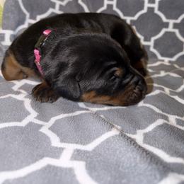 Amelia - Black and rust female Doberman Pinscher puppy in Boyd, Texas from Team Feem Breeders