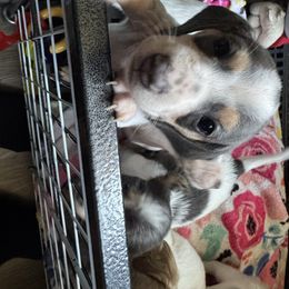 Girl 3 - Piebald female Dachshund puppy in Stockton, California from Royalty Weenies
