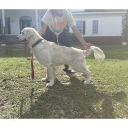 Obi - Golden Retriever