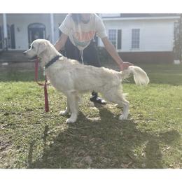 Obi - Golden Retriever