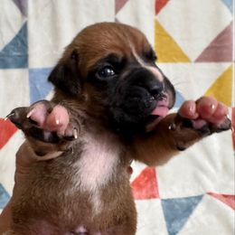 Mr Brown - Fawn male Boxer puppy in Palm Coast, Florida from Starlight Boxer Corner