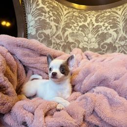 Tiny Dior - Chocolate and white female Chihuahua puppy in Paradise, Texas from Ooh- la-la Poms