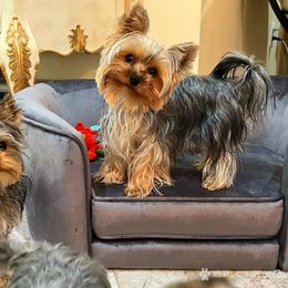 Lexi - Yorkshire Terrier