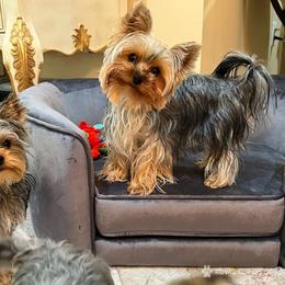 Lexi - Yorkshire Terrier