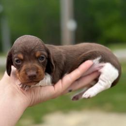 Windy - Girl 1 - Piebald female Dachshund puppy in Corbin, Kentucky from Steele Half Acre Homestead