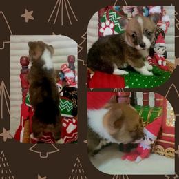 Leopard bandana girl - Red female Pembroke Welsh Corgi puppy in Cherokee, Oklahoma from MCS Farms-OK