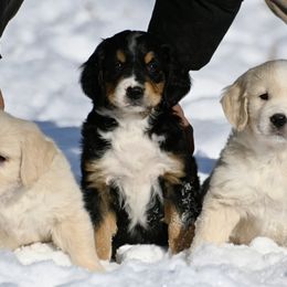 Bernese Mountain Dog, Golden Mountain Dog, and Golden Retriever Puppies from Grateful Bernese & Gage's Goldens
