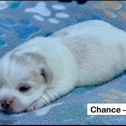 Chance - White male Coton de Tulear puppy in Mead, Oklahoma from Bar W Cotons