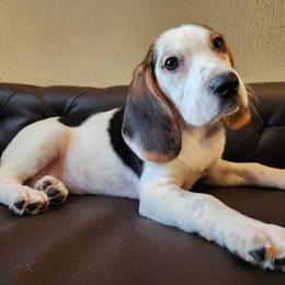Francesca - Black tan and white female Beagle puppy in Bois D Arc, Missouri from Country Home Pets and Farm