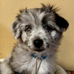 Aquitaine de La Rive - Blue merle male Pyrenean Shepherd puppy in Ripley, Ohio from La Rive Pyr Sheps LLC