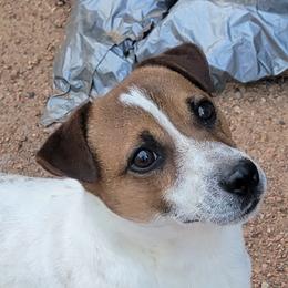 Mark - Russell Terrier