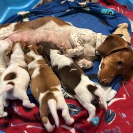 Dachshund Puppies from Mel's LowRider Ranch