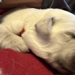 Golden Retriever Puppies from Hagan's Golden Retrievers