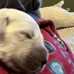 Golden Retriever Puppies from Hagan's Golden Retrievers