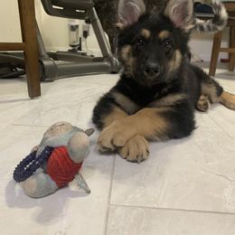 German Shepherd and White Shepherd Puppies from Scenic Creek German Shepherds