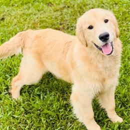 Fabee - Light golden female Golden Retriever puppy in Saint Pauls, North Carolina from Copperfield’s Goldens