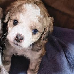 Teddy - White and chocolate male Chinese Crested puppy in Frederick, Maryland from Lovable Cresteds