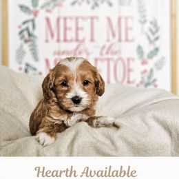 Hearth - Red  male Goldendoodle puppy in Punta Gorda, Florida from Transformation Acres Goldendoodle